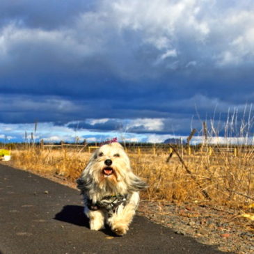 Fwd: Our Friday river~walk was another sunny, brisk, off leash puppy circus of joy….